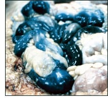 A blue colon colored by food dyes. 