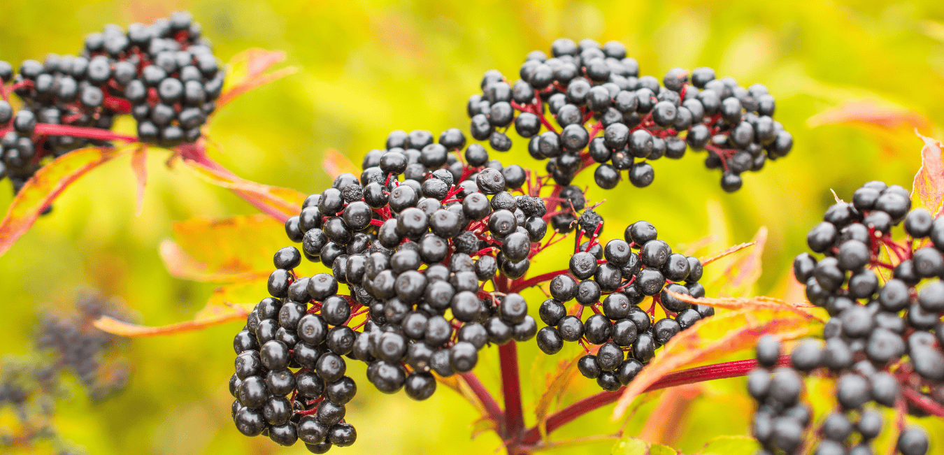 Several bunches of elderberries on an elderberry bush.
