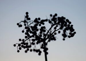 Elderberries on a branch. 