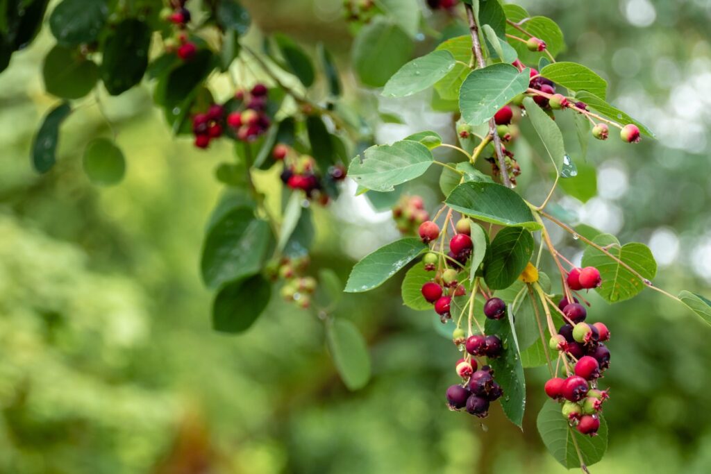 Ripe elderberries hang from a tree. Elderberries are a good source of Quercetin.