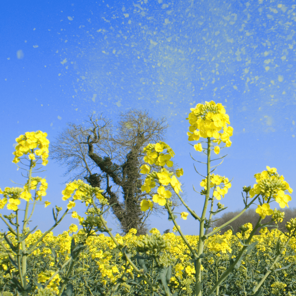 Wind blows pollen from yellow flowers into a bright blue sky. 