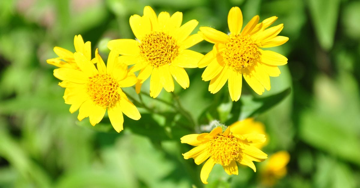 Cheerful, yellow arnica flowers on a green plant.