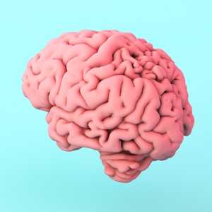 The human brain is mostly made up of fat.