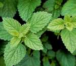 A bushy herb with green leaves similar to a mint plant. (Lemon Balm, aka Melissa officinalis)