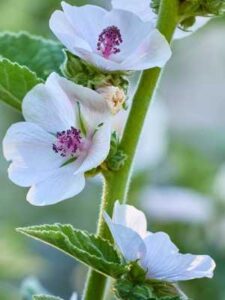A tall plant with green, downy leaves and large white flowers with light pink centers. (Marsh mallow, aka Althea officinalis)