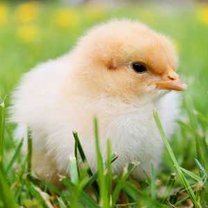A yellow chick rests in a patch of green grass.