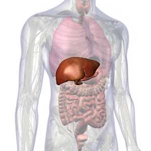 A diagram of the liver location in the human body.