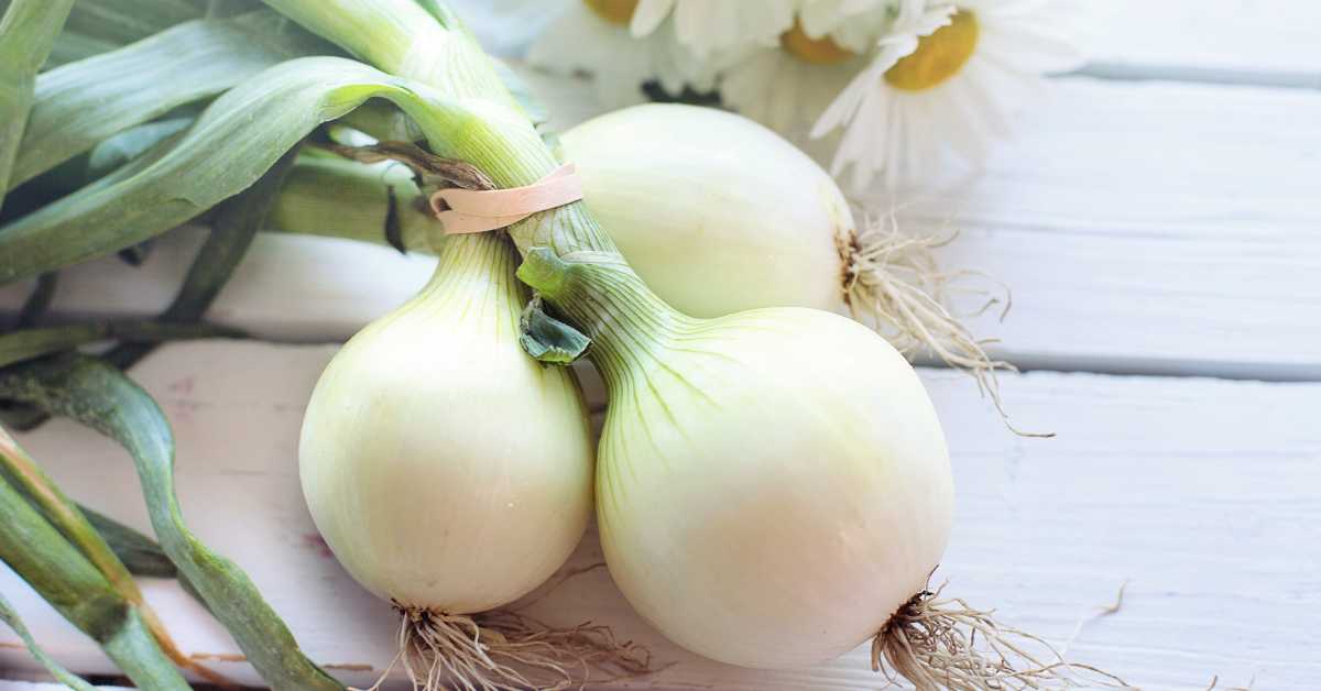 Three white onions lay bunched together on a table.