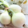 Three white onions lay bunched together on a table.