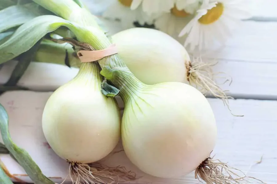Three white onions lay bunched together on a table.