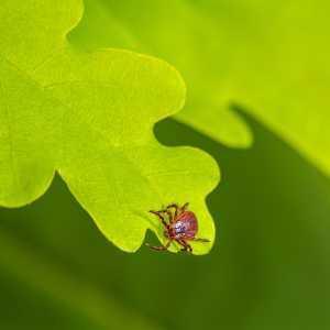 A small tick rests on the edge of a large green leaf.