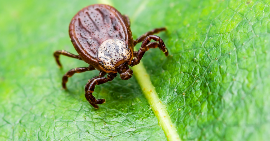 Everything You Need To Know About Tick Bites