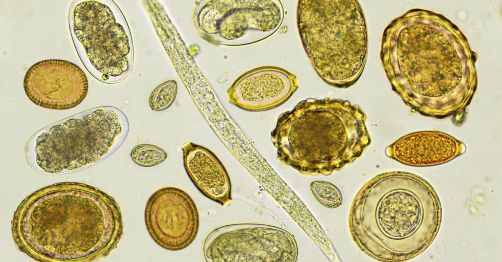 Various oval shaped parasites on a green background.