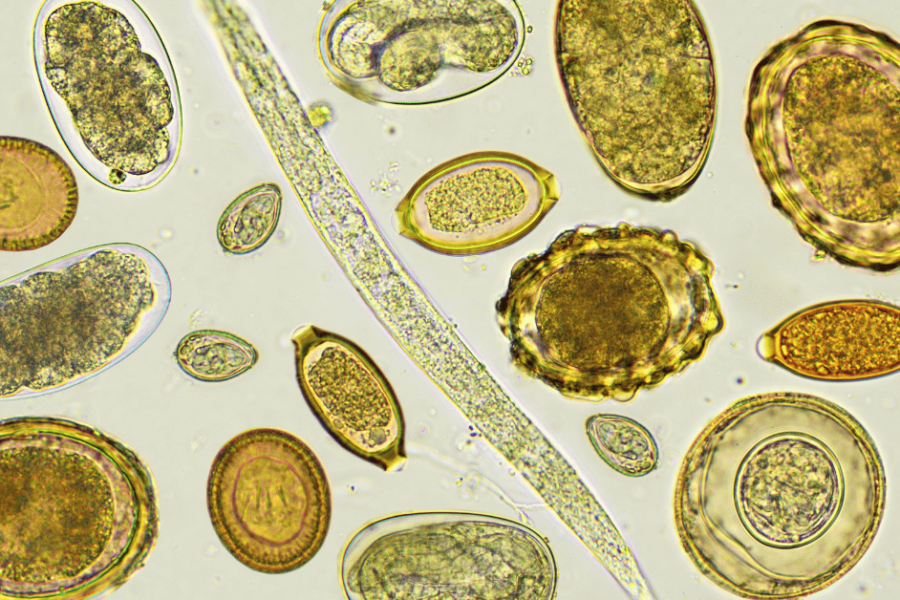Various oval shaped parasites on a green background.