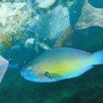 A fish swimming in the ocean is surrounded by plastic items.