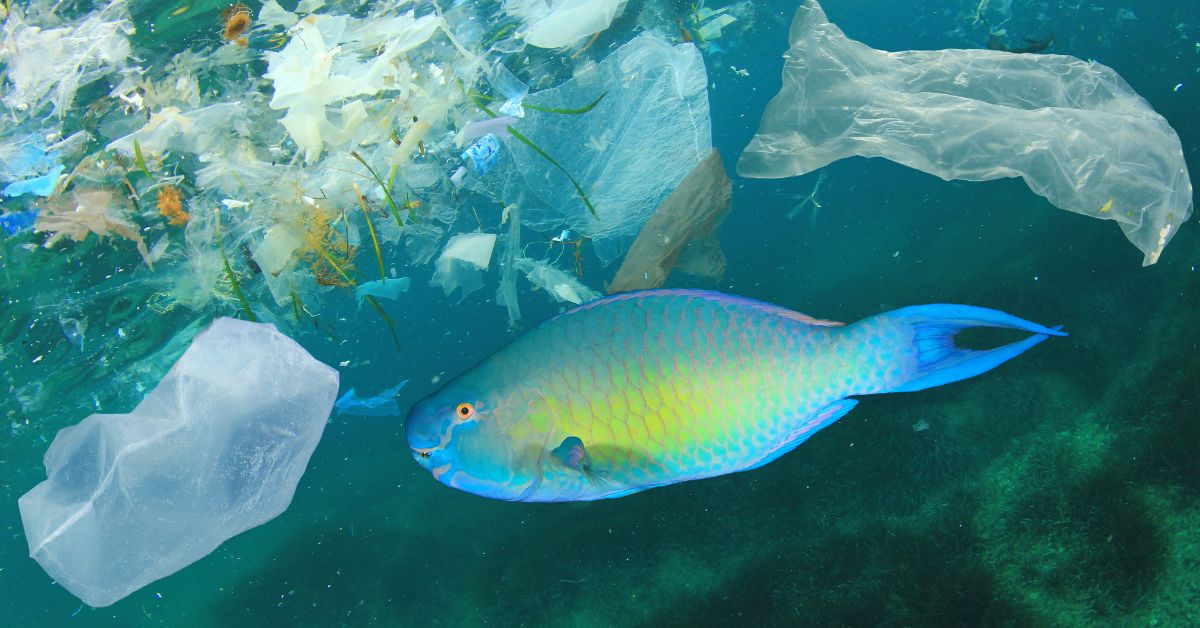 Microplastics in Fish: What Parents Need to Know