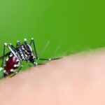 A mosquito rests on skin.