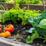Colorful vegetables in a garden bed.