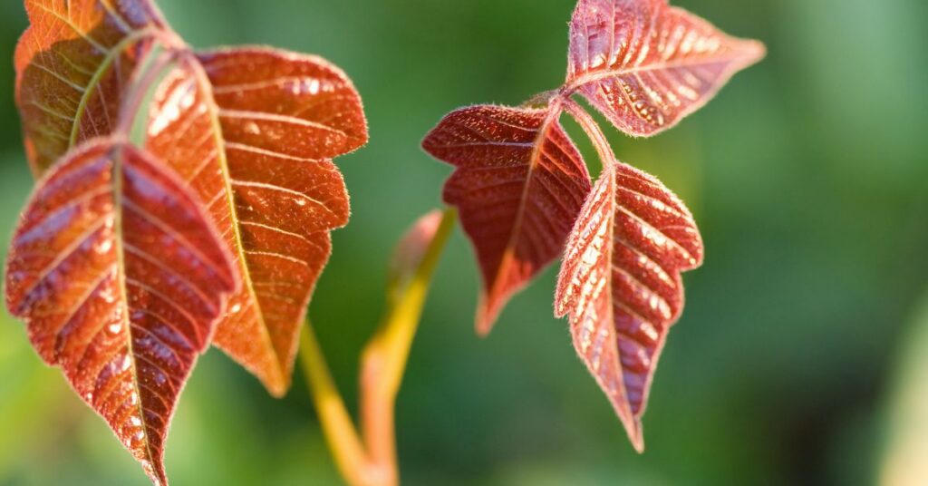 Red poison ivy leaves