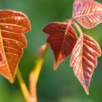 Red poison ivy leaves