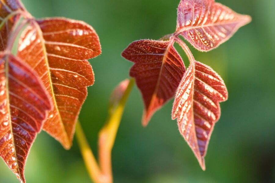 Red poison ivy leaves